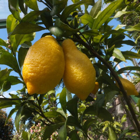 Limone