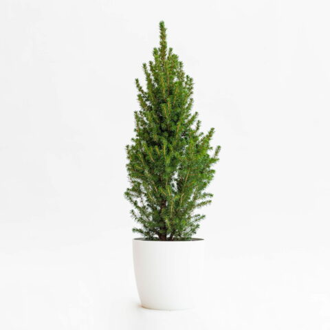 Picea glauca "Conica Perfecta"