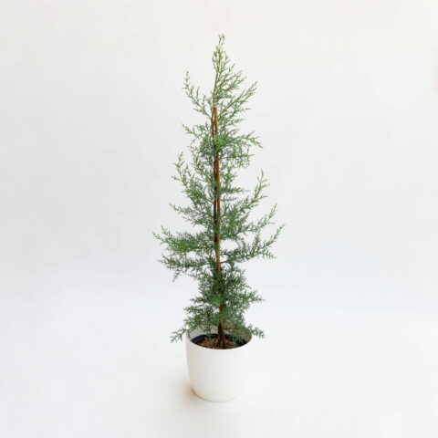 Cupressus arizonica "Glauca"