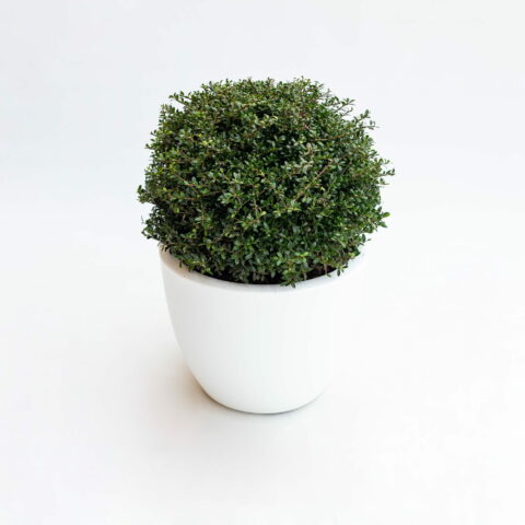 Ilex crenata - PALLA