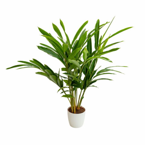 Alpinia zerumbet