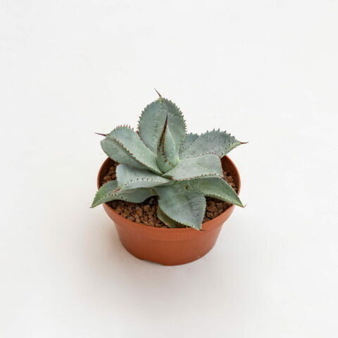 Agave pygmaea "Dragon Toes"