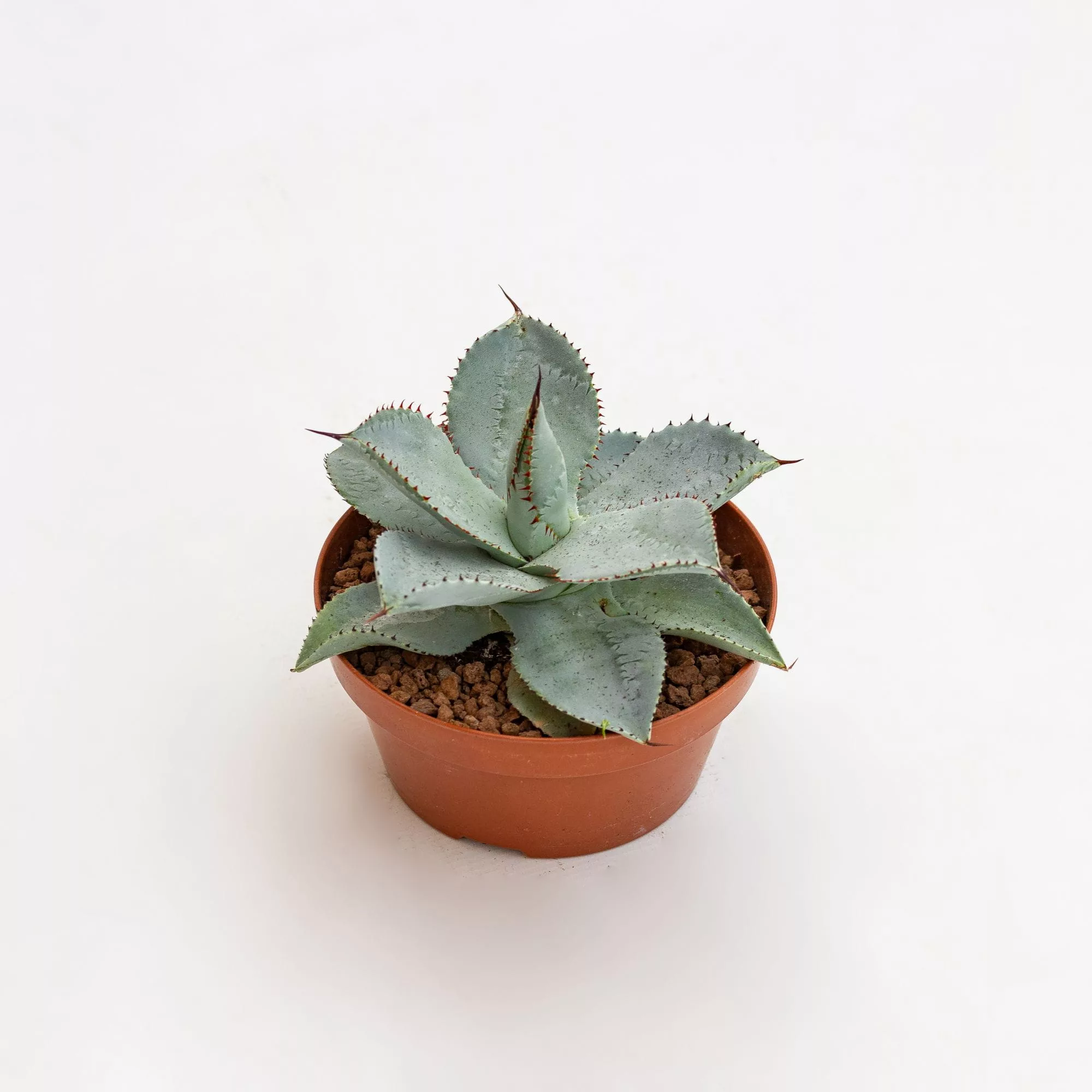 Agave pygmaea "Dragon Toes"