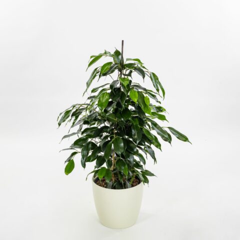 Ficus benjamina "Danielle"