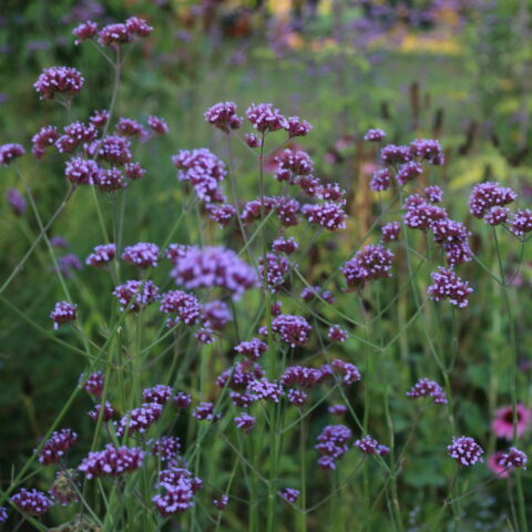 Verbena officinalis