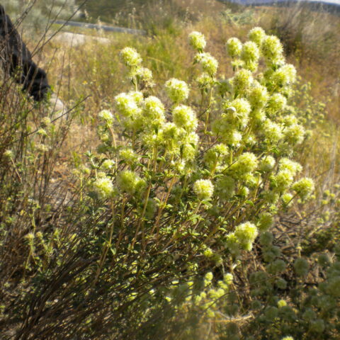 Thymus mastichina