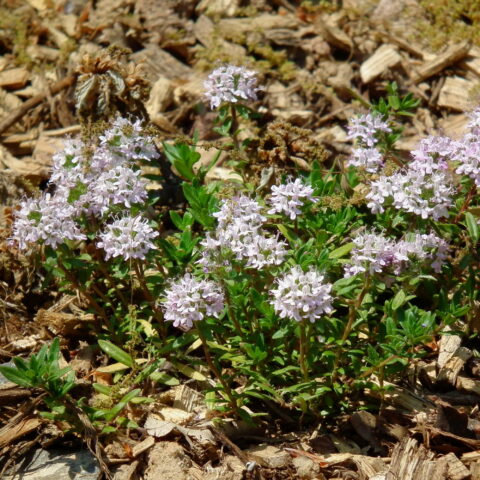 Thymus longicaulis