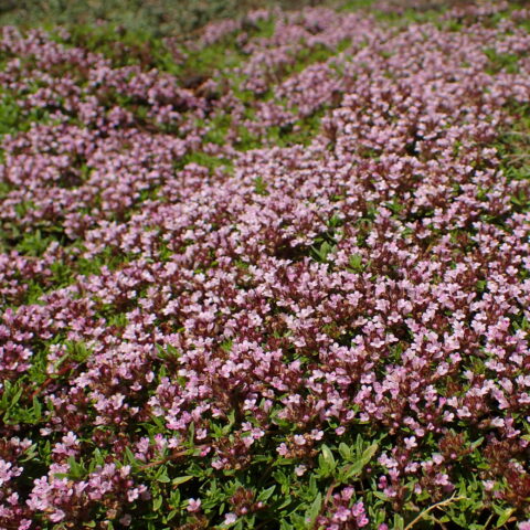 Thymus herba-barona