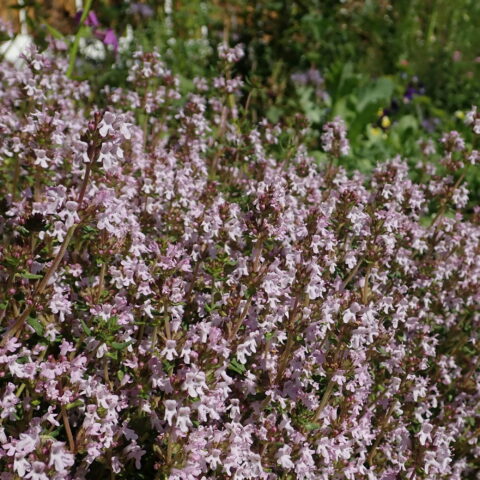 Thymus vulgaris