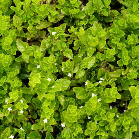 Santoreggia douglasii