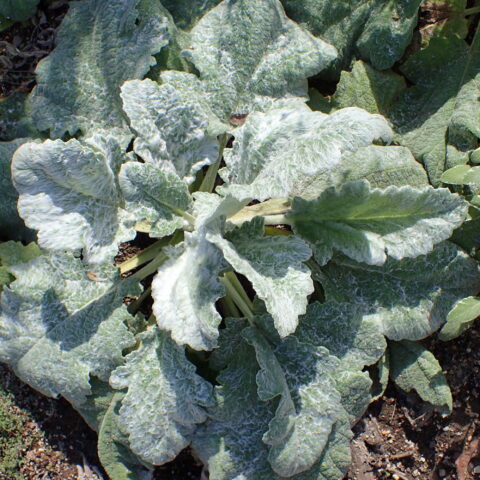 Salvia argentea