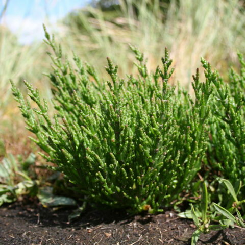 Salicornia