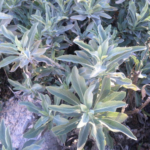 Salvia apiana