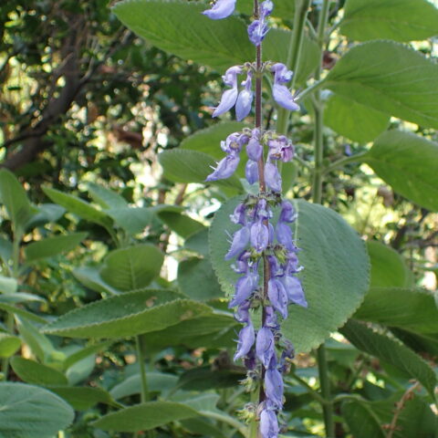 Plectranthus barbatus