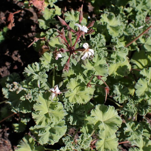 Pelargonium odoratissimum