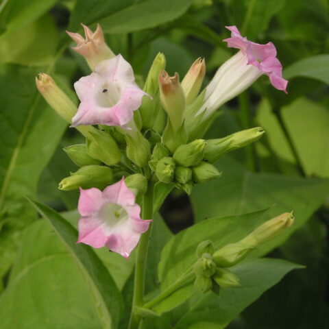 Nicotiana tabacum