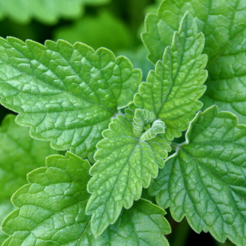 Nepeta cataria