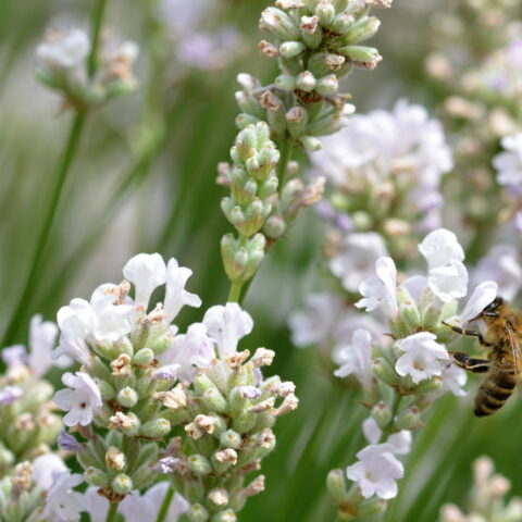 Lavandula angustifolia "Arctic Snow"