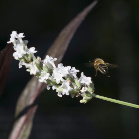 Lavandula angustifolia "Aromance White"