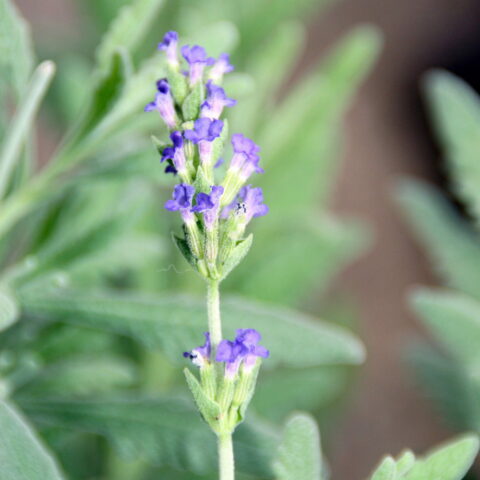 Lavandula "Goodwin Creek"