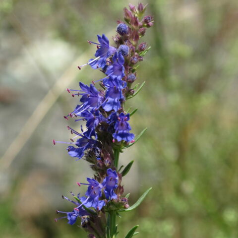 Issopo officinale