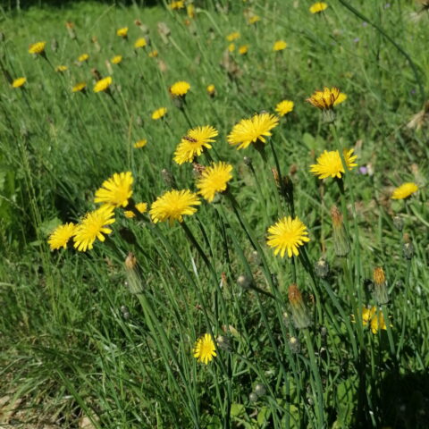 Hypochaeris radicata