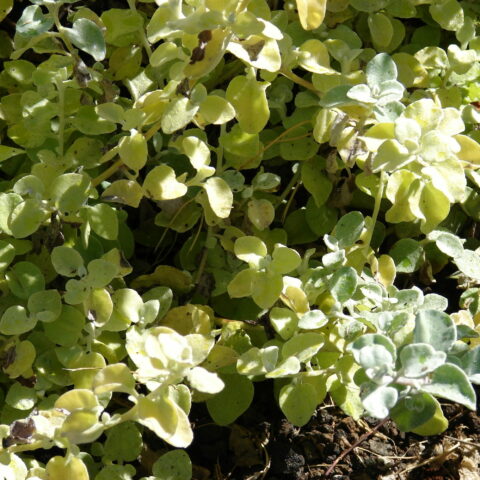 Helichrysum petiolare "Gold"