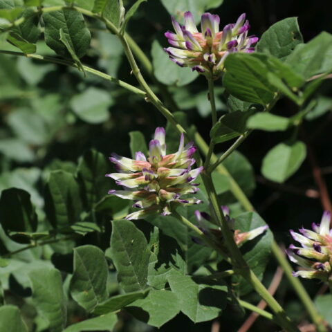 Glycyrrhiza uralensis
