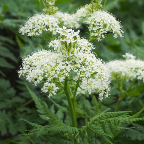 Finocchiella