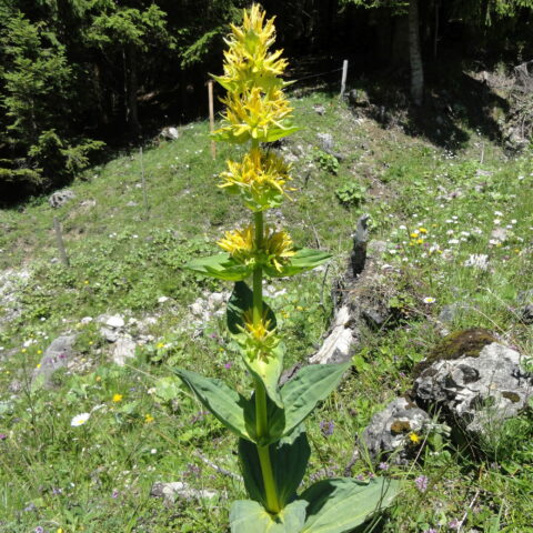 Gentiana lutea
