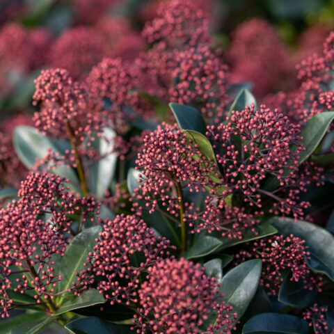 Skimmia japonica "Rubella"