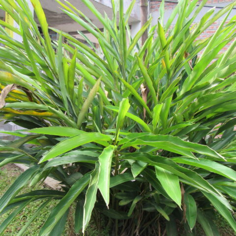 Elettaria cardamomum