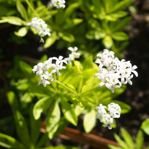 Galium odoratum