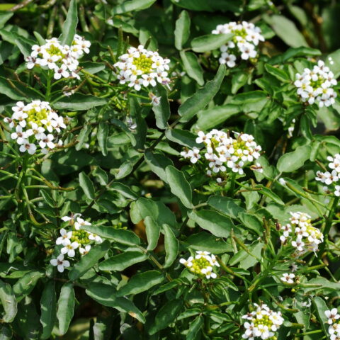 Crescione d'Acqua o delle Fontane
