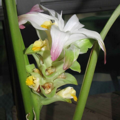 Curcuma longa