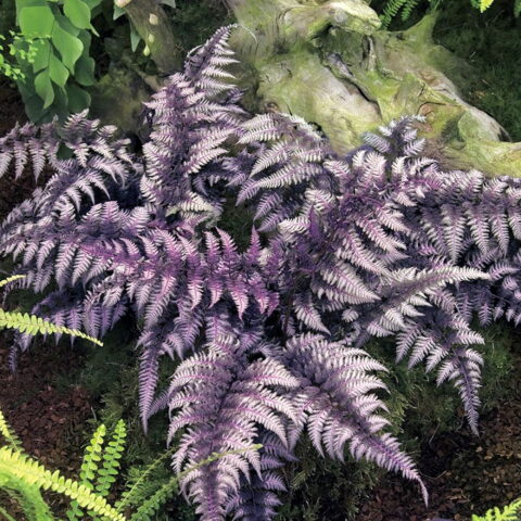 Athyrium niponicum var. pictum "Burgundy Lace"