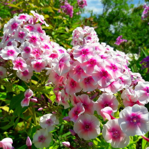Phlox paniculata "Adessa Pink Star"
