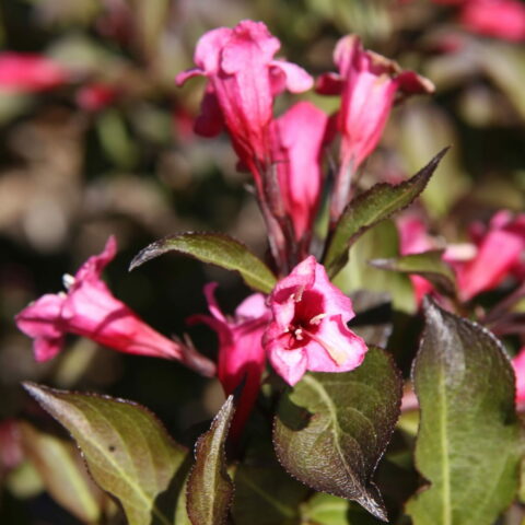 Weigela florida "Alexandra"