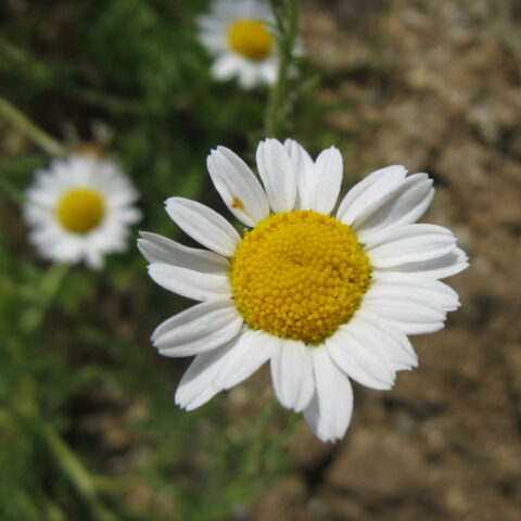 Camomilla romana