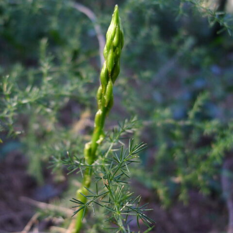Asparago selvatico