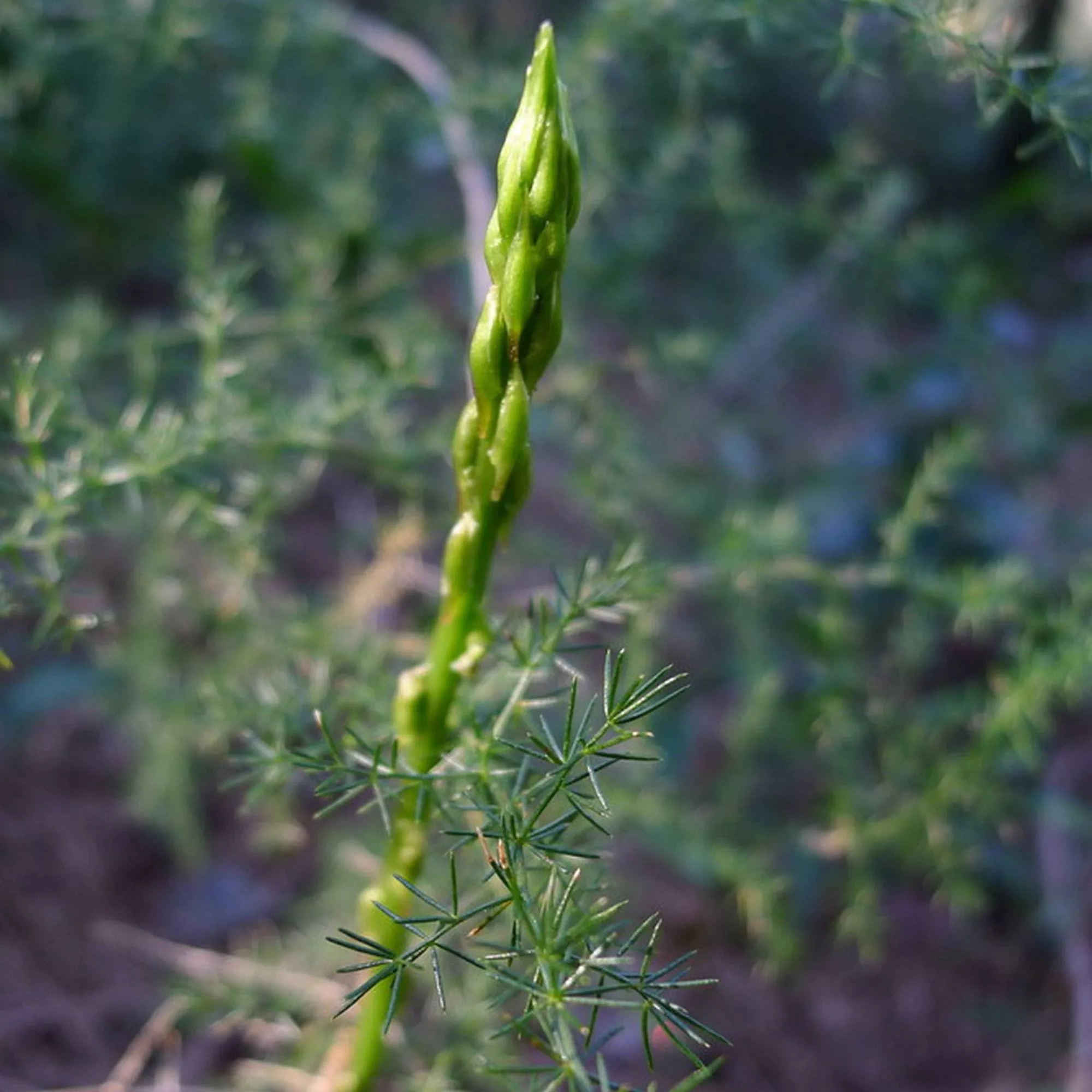 Asparago selvatico