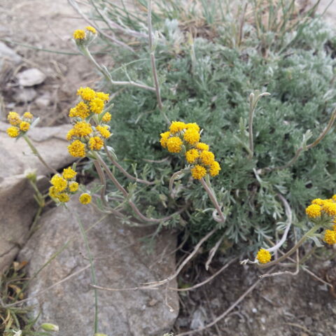 Artemisia genipi