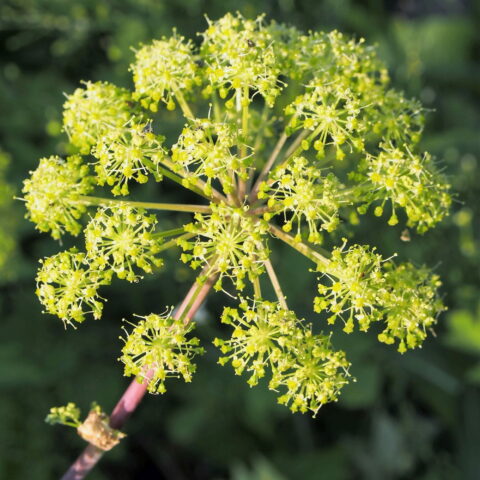 Angelica archangelica