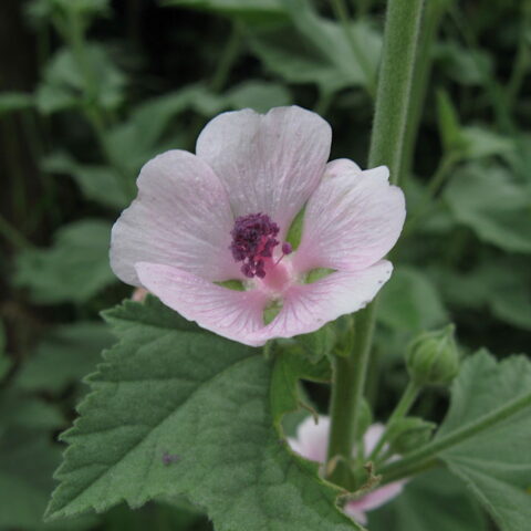 Althaea officinalis