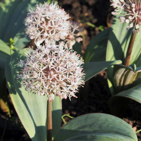 Allium karataviense