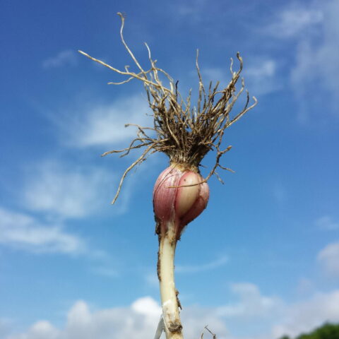 Allium sativum