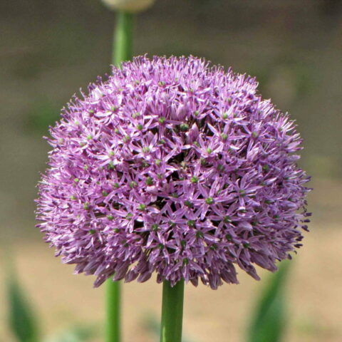 Allium Gladiator Gigante