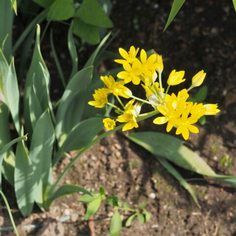 Allium moly