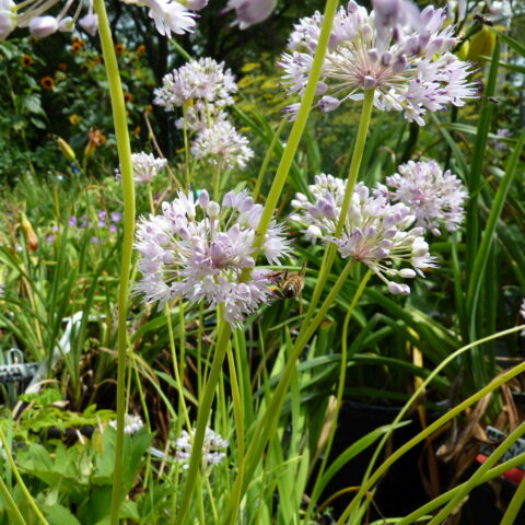 Allium senescens
