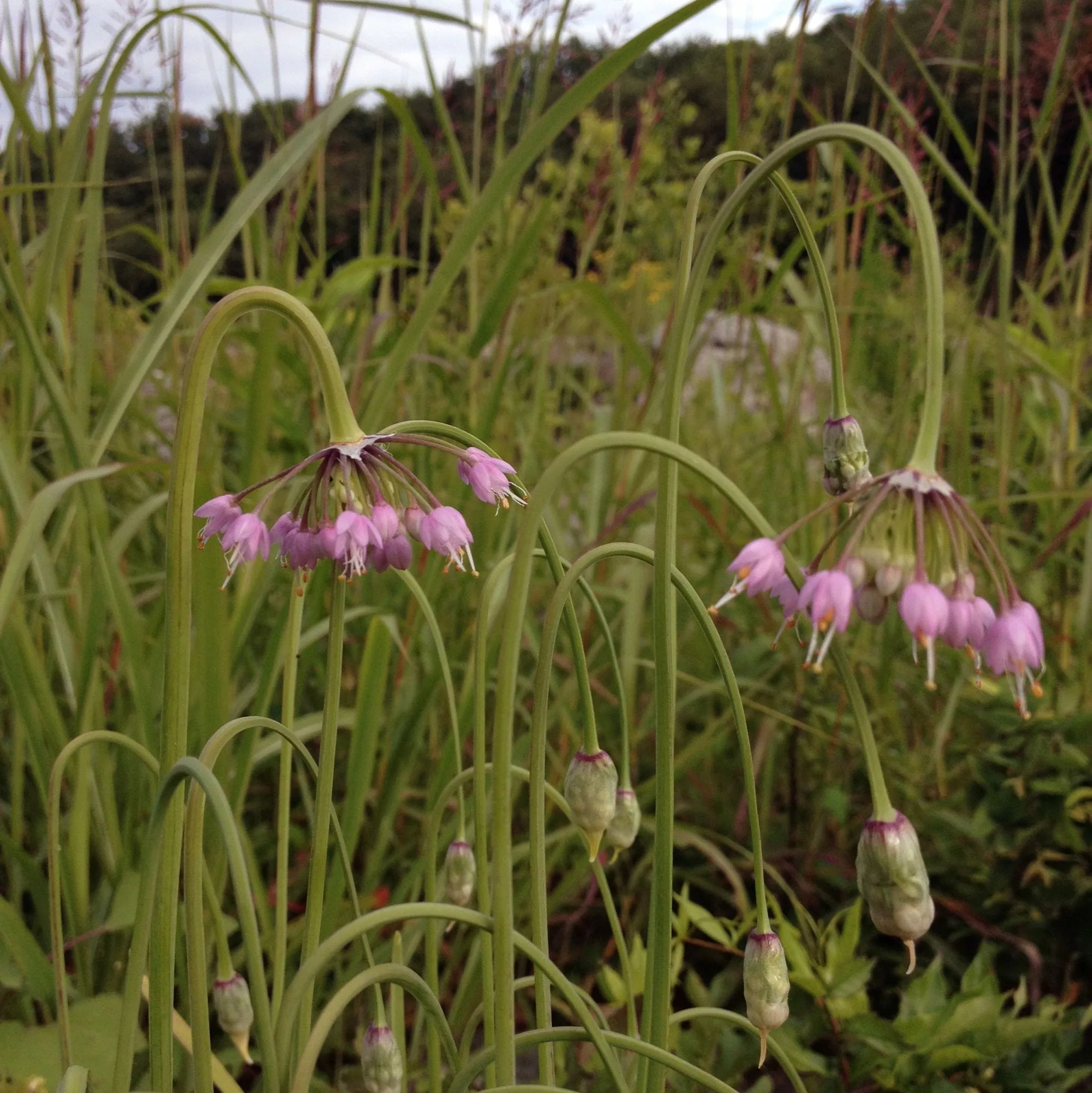 Allium cernuum